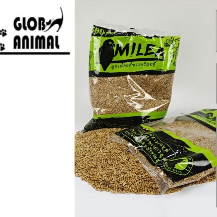 CANARY SEED PAKAN BURUNG KENARI PREMIUM IMPORT organic seed makanan