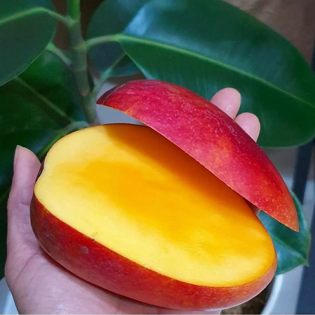 BIBIT MANGGA MIYAZAKI TINGGI 1 METER UP BATANG BESAR