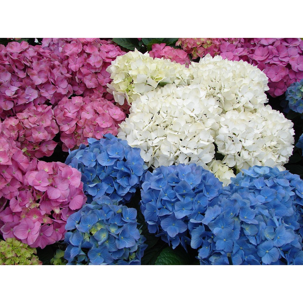 Benih Bibit Biji - Bunga Hydrangea Mix Warna Hortensia Flower Seeds - IMPORT