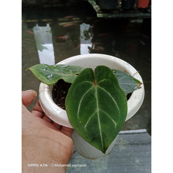 forgeti x papilaminum