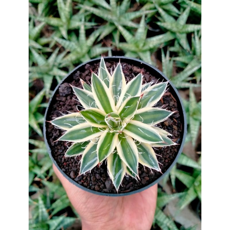 Agave Filifera Variegated