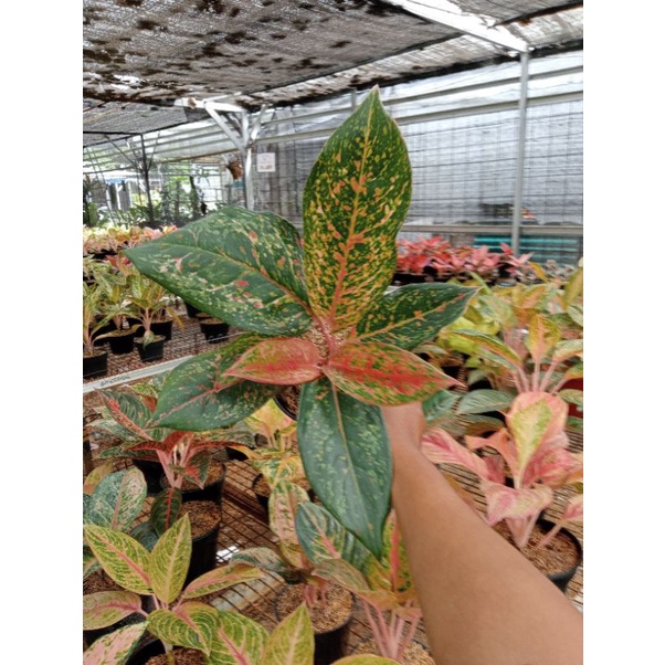 PROMO AGLONEMA !!! Aglaonema Coconut Delight