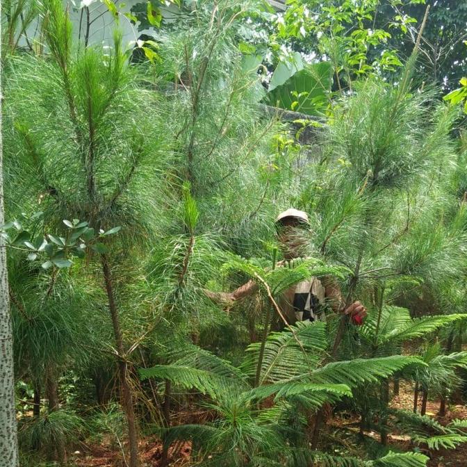 pohon pinus. tinggi pohon 2 meter