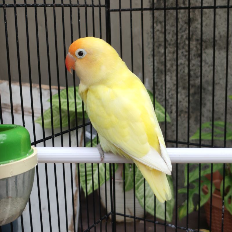 Lovebird PB Creamino MM