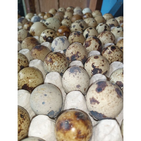

RB Telur Puyuh Fresh Per 500 Gram