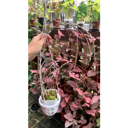 Tanaman Hias Hoya spartioides (Pesanan Mbak Ika)