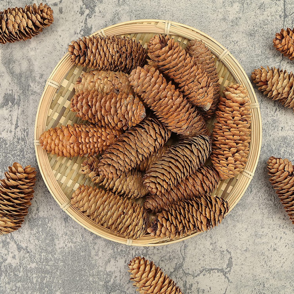 DRIED PINE CONE