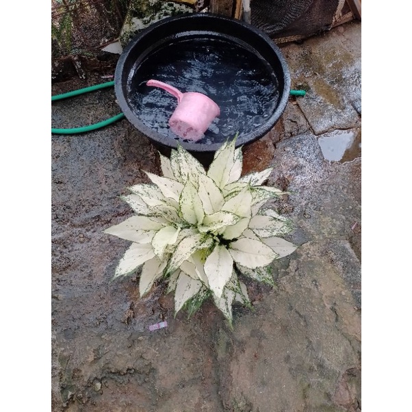 aglonema Siam paragon