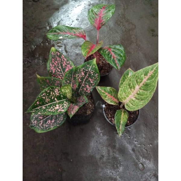 Paket Hemat Aglonema Remaja Cantik