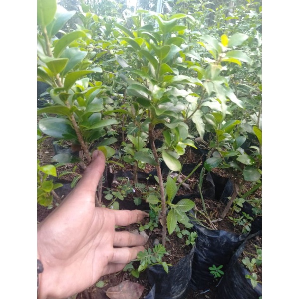 Bibit beringin kompakta 25-30cm bahan bonsai