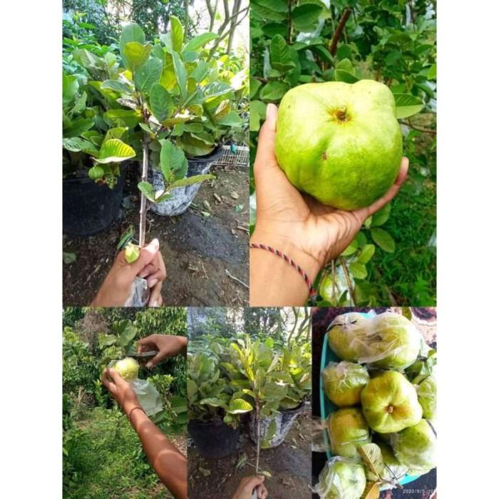 Bibit Tanaman Buah Jambu Siumik Pala Berkwalitas Murah