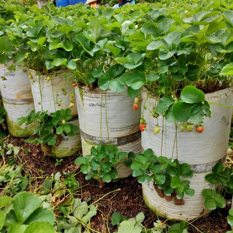 BIBIT STROBERI CEPAT BERBUAH