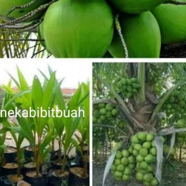 BIBIT KELAPA HIBRIDA HIJAU ASLI JUMBO