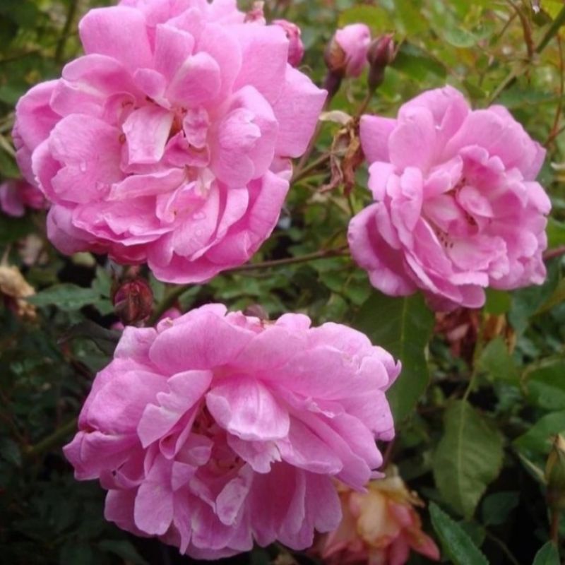 Tanaman Mawar Kampung Wangi