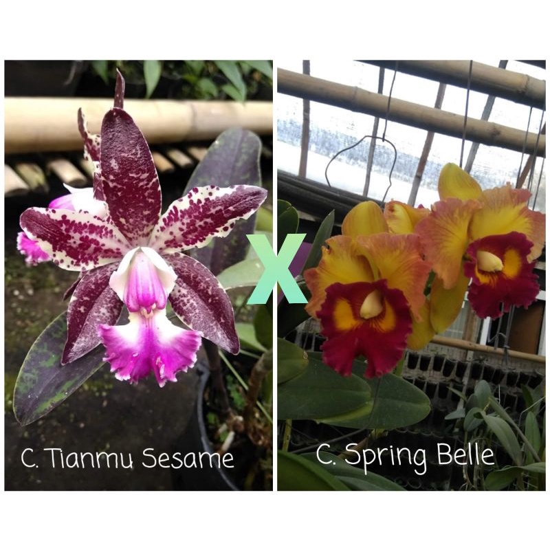 Tanaman Hias Anggrek Cattleya Tianmu Sesame x C. Spring Belle (Seedling)