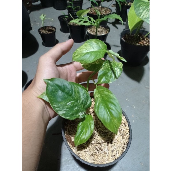 raphidopora pubrelua variegata