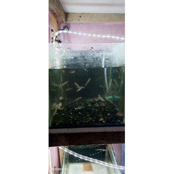 Limbata Cb 3_4 Cm Paket 10 Ekor