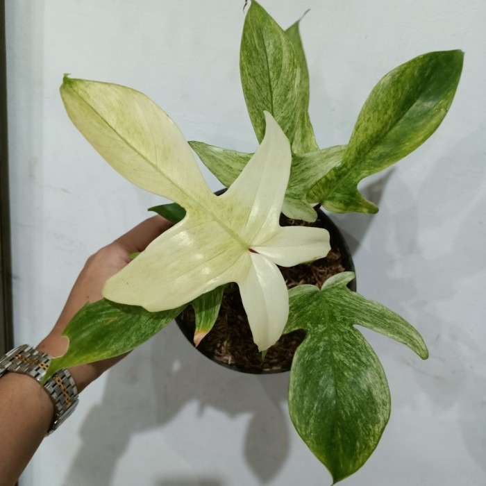 philodendron florida ghost mint, philo kuku bima tanaman hias varigata