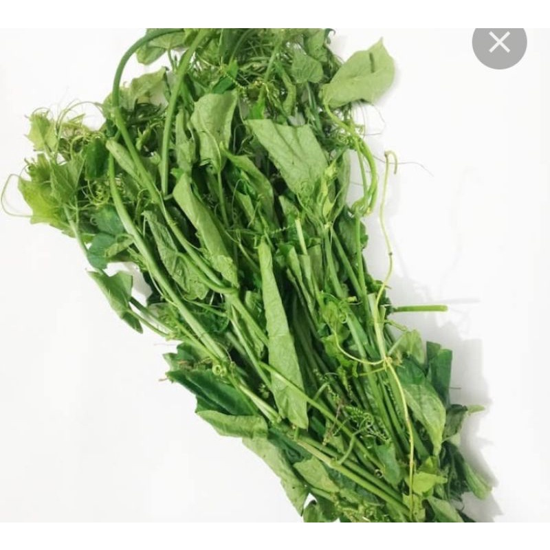 

Daun Labu Sayur Segar Palembang