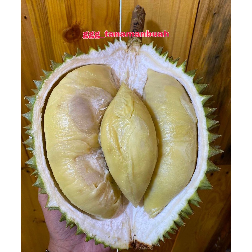 Bibit Durian Cumasi Hasil Okulasi Cepat Berbuah