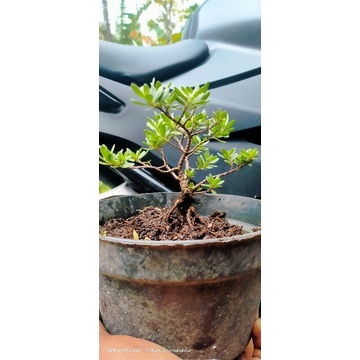bonsai santigi mawar micro siap kontes 40k