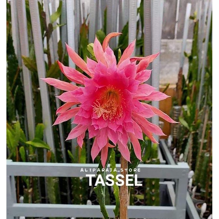 Tanaman Hias Wijaya Kusuma Hibrid ID TASSEL