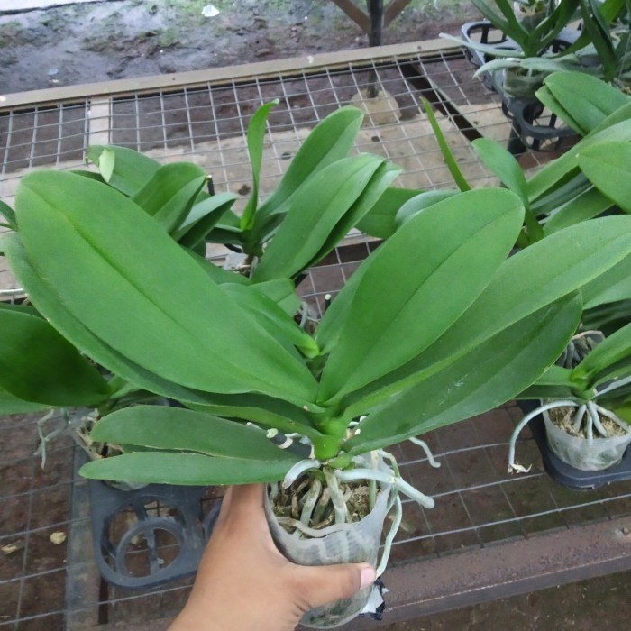 Benih Anggrek Bulan Dewasa