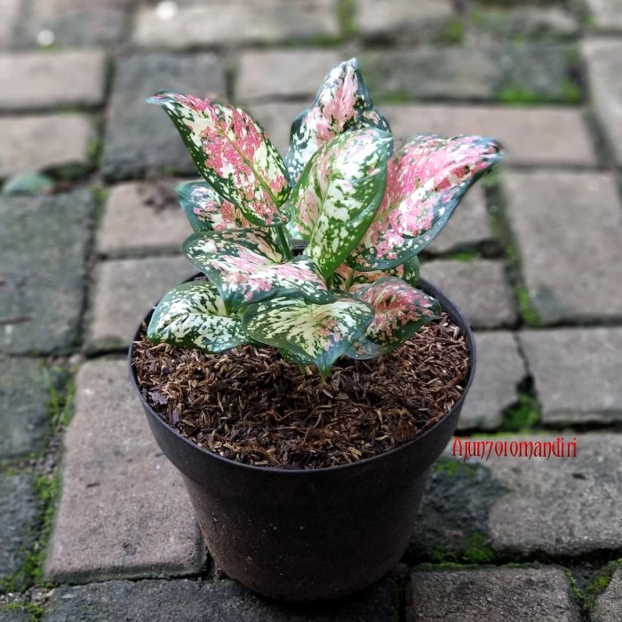 Benih Aglonema Dut Three Colour