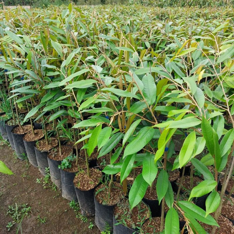 Bibit Durian Duri Hitam Tinggi 1 Meter Batang Besar Siap Berbuah