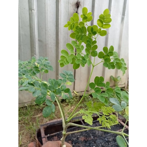 

Daun Kelor
