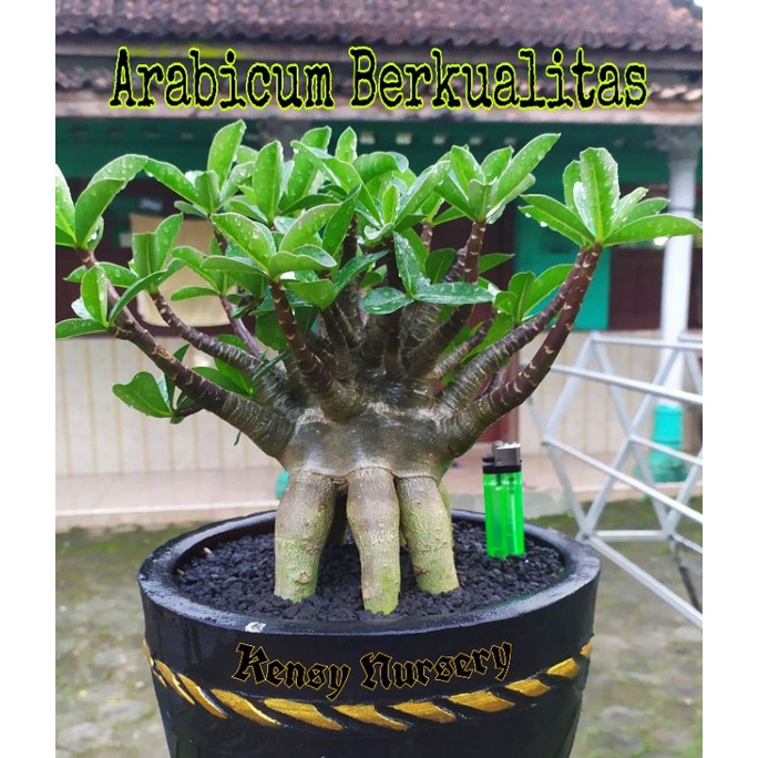 ADENIUM JUMBO | ARABICUM JUMBO | BONSAI ADENIUM  |