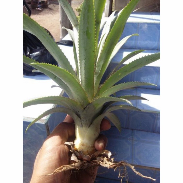 bibit tanaman nanas merah bibit pohon tanaman nanas merah siap tanam CCCC