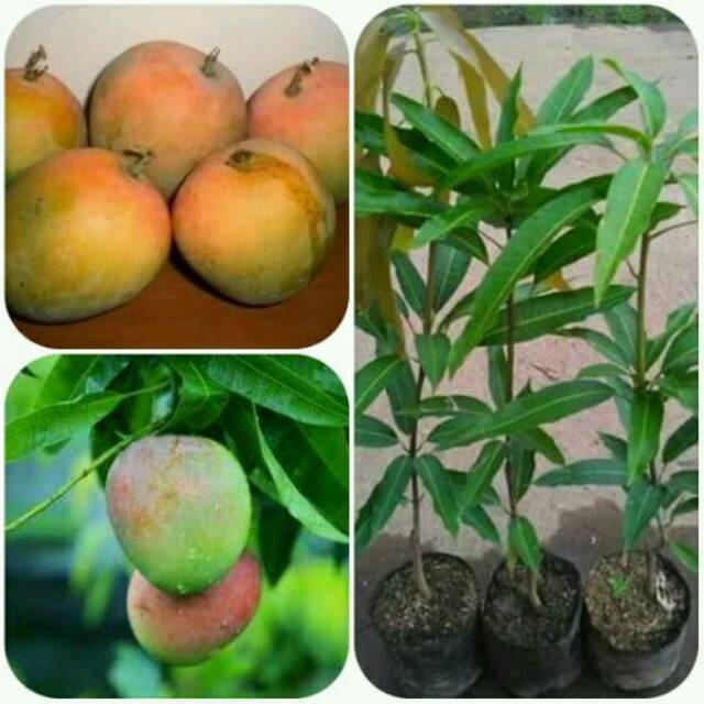 BIBIT TANAMAN BUAH MANGGA GEDONG GINCU OKULASI CEPAT BERBUAH