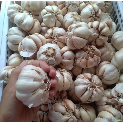 

BAWANG PUTIH SEGAR 500 gram sudah dikupas