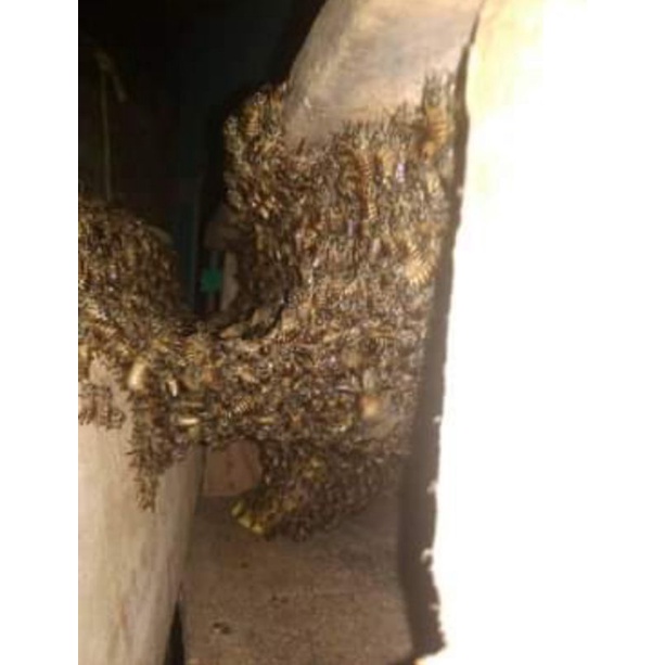 bibit lebah apis cerana