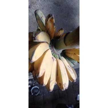

Pisang Kepok