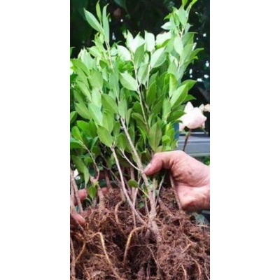 bibit Kimeng bahan bonsai gabungan