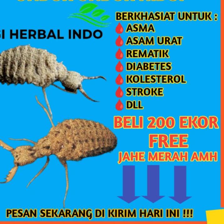 

Diskon[KP8]-100 EKOR UNDUR UNDUR HIDUP Obat Untuk - Asma - Rematik - Asam Urat - Diabetes - Stroke - Kolestrol
