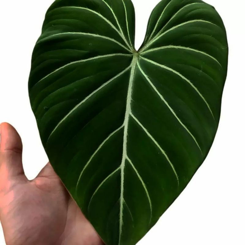 gloriosum dark form tangkai bulat