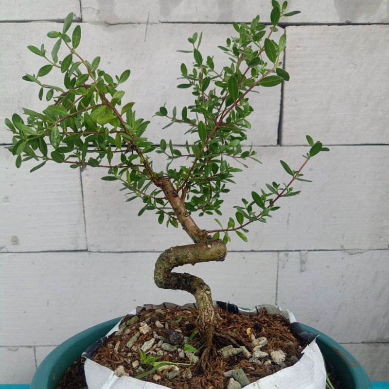 Bahan Bonsai Santigi Karang Programan