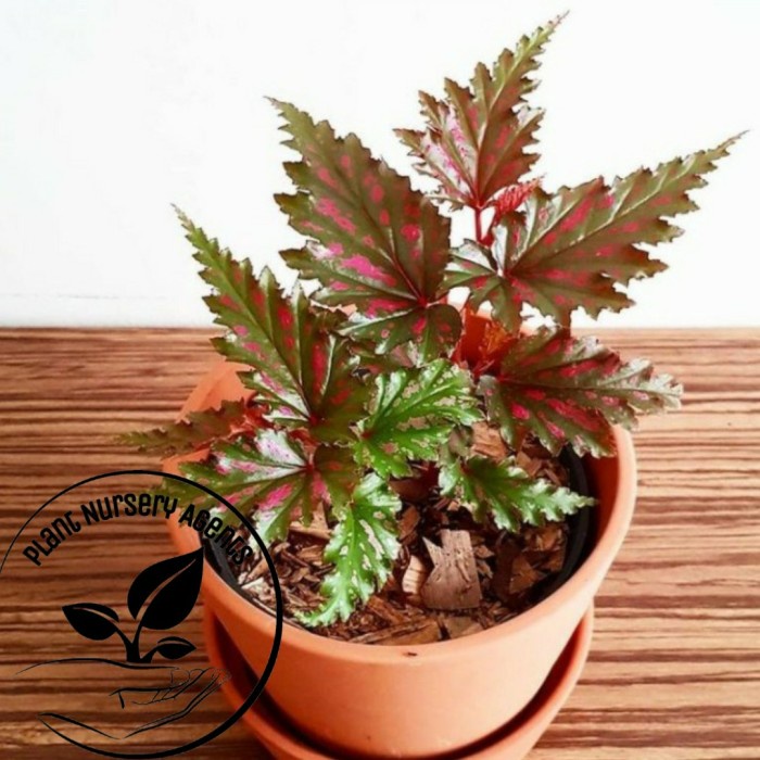 Tanaman Hias Begonia Rex Cherry-Begonia Rex Cherry