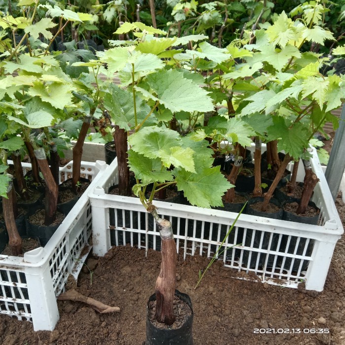 Best Seller Bibit Anggur Jupiter - Anggur Impor Jupiter Grafting