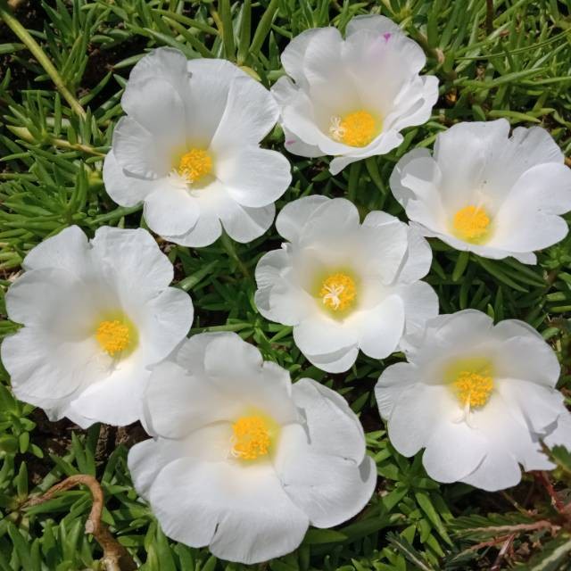 Tanaman Hias Krokot Portulaca Bunga Putih / Tanaman hias murah