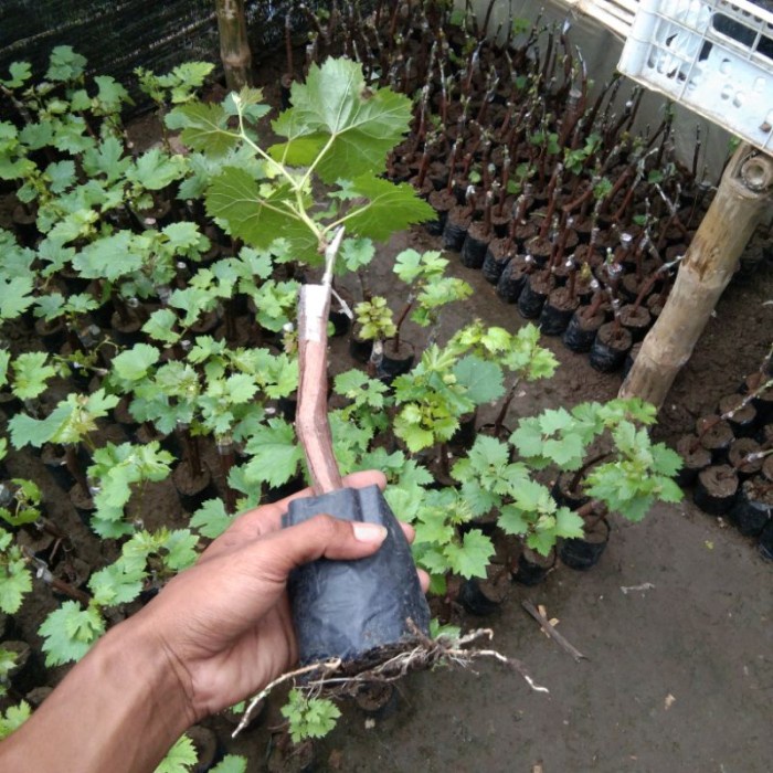 Best Seller Bibit Anggur Tamaki - Bibit Anggur Import Tamaki Grafting