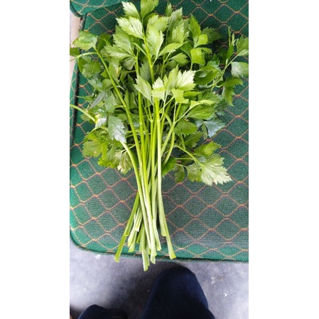

Daun Seladri Segar 250 gr