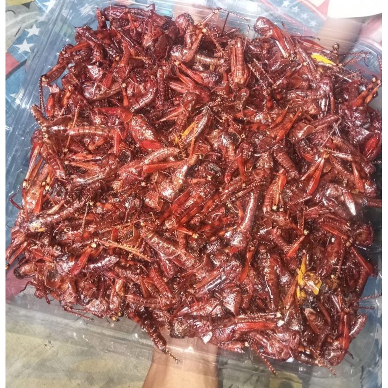 

BELALANG GORENG/ WALANG GORENG KAYU FRESS