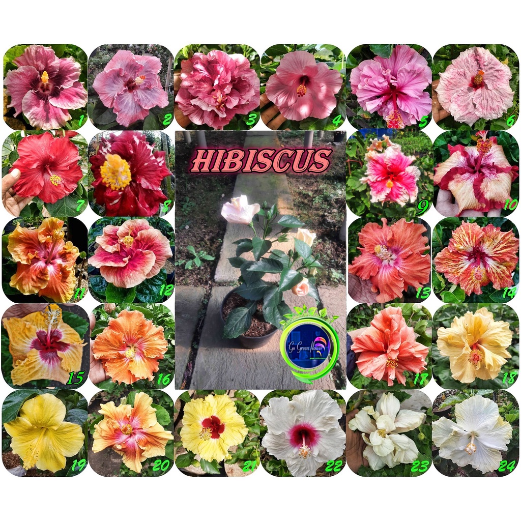 BUNGA SEPATU HIBISCUS IMPORT Hibiscus Bunga Bangkok Murah Terlengkap GOGREENFLOWER bunga kertas bung