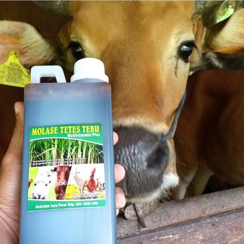 

molase tetes tebu super fermentasi pakan ternak dan pupuk