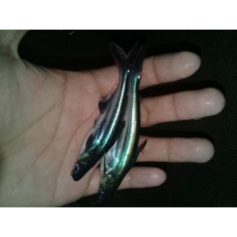 Bibit ikan patin size 7-8cm