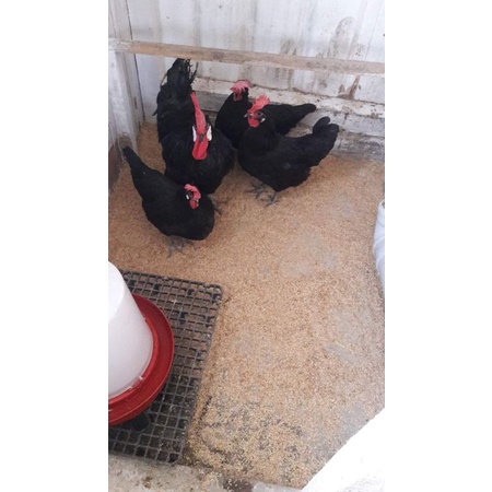 TELUR TETAS AYAM ASTROLOUP FERTIL